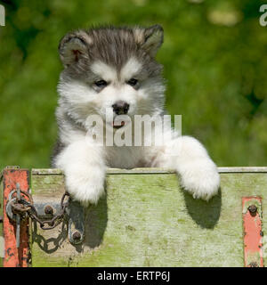 Chiot malamute d'Alaska Banque D'Images