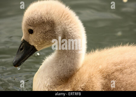 Leeds, Yorkshire, UK. Le 08 juin, 2015. Ces cygnets à Roundhay Park, Leeds ont été profiter de la chaleur du soleil sur le lac pendant que leurs parents étaient de protection jamais loin. Prises le 8 juin 2015 à Roundhay Park, Leeds, West Yorkshire. Crédit : Andrew Gardner/Alamy Live News Banque D'Images