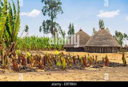 Maisons de village traditionnel près de Addis-Abeba, Ethiopie entouré par les cultures Banque D'Images