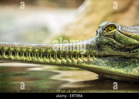 Gavial (Gavialis gangeticus), sait aussi que le gavial Banque D'Images