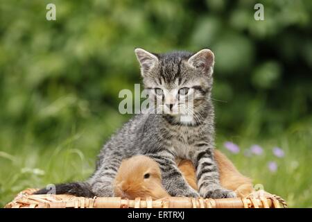 Chaton et lapin Banque D'Images