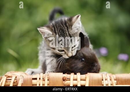 Chaton et lapin Banque D'Images