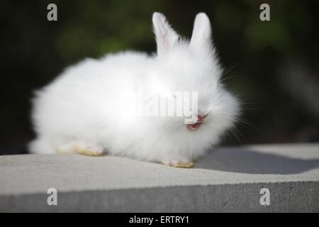 Jeune lapin nain Banque D'Images