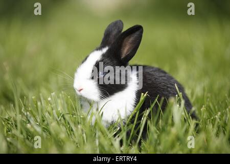 Jeune lapin nain Banque D'Images