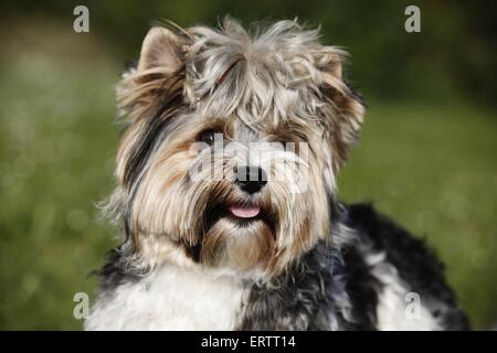 Biewer Terrier Portrait Banque D'Images