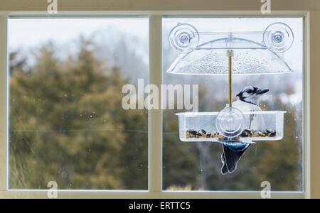 Grand oiseau geai bleu dans la fenêtre attachée mangeoire sur un jour froid humide en hiver, USA Banque D'Images