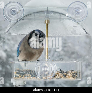 Oiseau Geai bleu dans fenêtre attachée mangeoire sur un jour froid humide en hiver, USA Banque D'Images