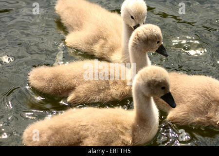 Leeds, Yorkshire, UK. Le 08 juin, 2015. Ces cygnets à Roundhay Park, Leeds ont été profiter de la chaleur du soleil sur le lac pendant que leurs parents étaient de protection jamais loin. Prises le 8 juin 2015 à Roundhay Park, Leeds, West Yorkshire. Crédit : Andrew Gardner/Alamy Live News Banque D'Images