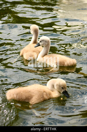 Leeds, Yorkshire, UK. Le 08 juin, 2015. Ces cygnets à Roundhay Park, Leeds ont été profiter de la chaleur du soleil sur le lac pendant que leurs parents étaient de protection jamais loin. Prises le 8 juin 2015 à Roundhay Park, Leeds, West Yorkshire. Crédit : Andrew Gardner/Alamy Live News Banque D'Images