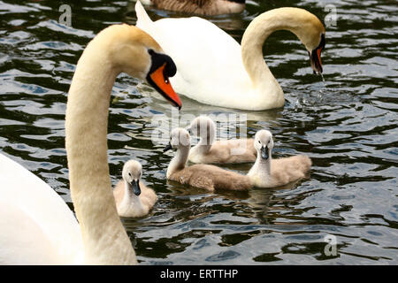 Leeds, Yorkshire, UK. Le 08 juin, 2015. Ces cygnets à Roundhay Park, Leeds ont été profiter de la chaleur du soleil sur le lac pendant que leurs parents étaient de protection jamais loin. Prises le 8 juin 2015 à Roundhay Park, Leeds, West Yorkshire. Crédit : Andrew Gardner/Alamy Live News Banque D'Images