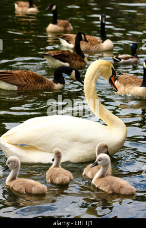 Leeds, Yorkshire, UK. Le 08 juin, 2015. Ces cygnets à Roundhay Park, Leeds ont été profiter de la chaleur du soleil sur le lac pendant que leurs parents étaient de protection jamais loin. Prises le 8 juin 2015 à Roundhay Park, Leeds, West Yorkshire. Crédit : Andrew Gardner/Alamy Live News Banque D'Images