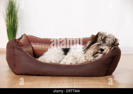 Lying Biewer Terrier Banque D'Images