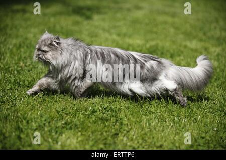 chat persan Banque D'Images