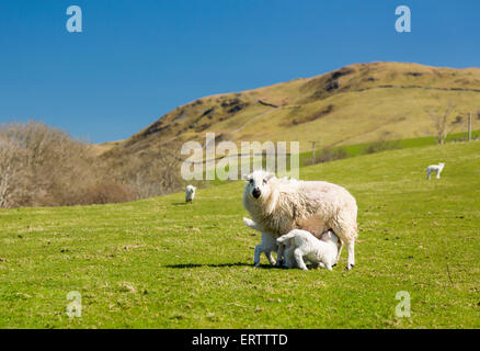 Moutons et agneaux dans une rubrique d'un Welsh hill farm, Galles, Royaume-Uni Banque D'Images