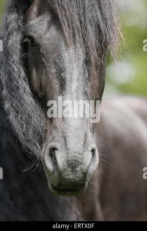 Cheval frison Banque D'Images