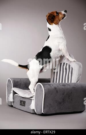 Jack Russell Terrier Banque D'Images