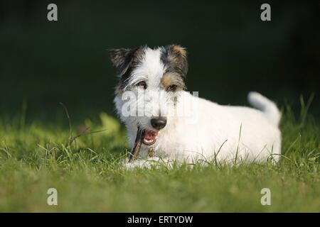 Lying Parson Russell Terrier Banque D'Images