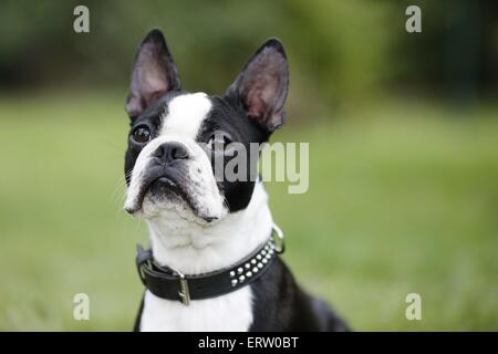 Portrait de terrier de Boston Banque D'Images