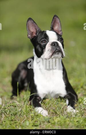 Couché Boston Terrier Banque D'Images