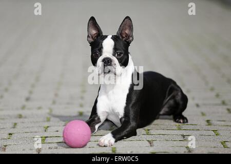 Couché Boston Terrier Banque D'Images