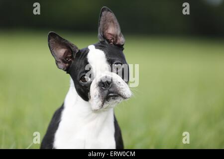 Portrait de terrier de Boston Banque D'Images
