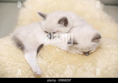 Chaton Ragdoll Banque D'Images