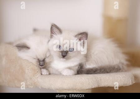 Chaton Ragdoll Banque D'Images