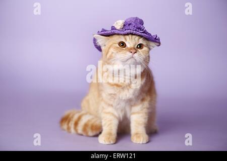 British shorthair Banque D'Images