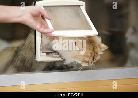 Highlander Banque D'Images