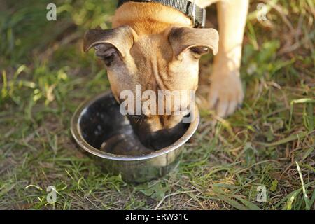 Staffordshire Bull Terrier Banque D'Images