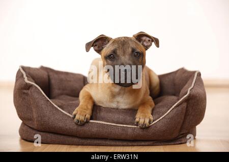 Lying Staffordshire Bullterrier Banque D'Images