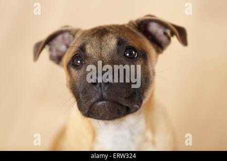 Staffordshire Bull Terrier Portrait Banque D'Images