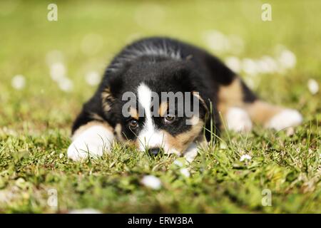 Chiot berger australien Banque D'Images