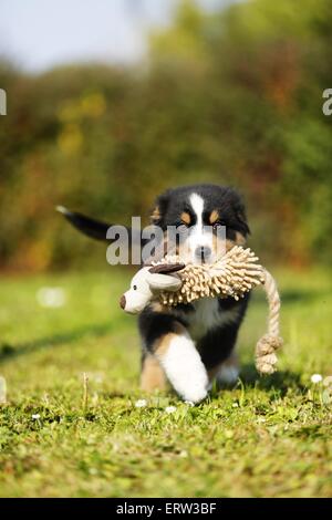 Chiot berger australien Banque D'Images