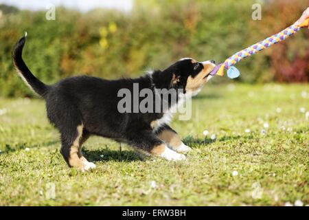 Chiot berger australien Banque D'Images