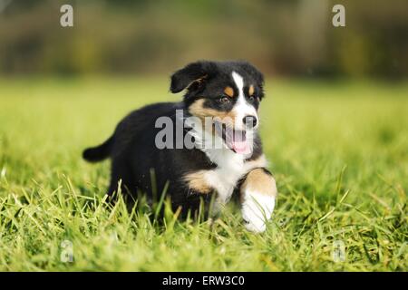 Chiot berger australien Banque D'Images