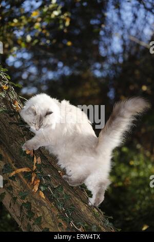 Neva Masquarade Banque D'Images