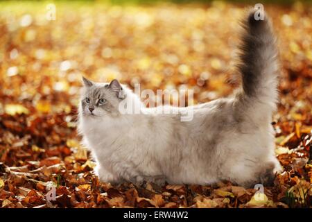 Neva Masquarade Banque D'Images