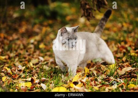 Thaï Banque D'Images