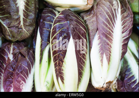 Matières premières fraîches chicorée radicchio italien pourpre close up in market Banque D'Images