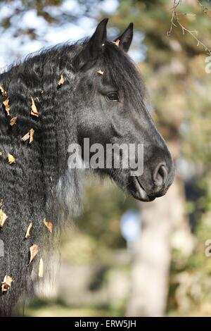 Portrait cheval frison Banque D'Images