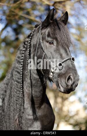 Portrait cheval frison Banque D'Images