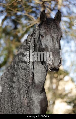 Portrait cheval frison Banque D'Images