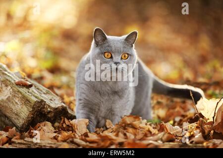 Balade British Shorthair Banque D'Images