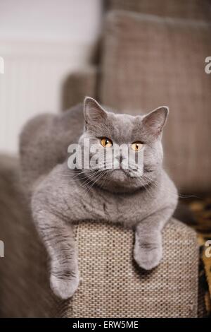 British Shorthair couché Banque D'Images