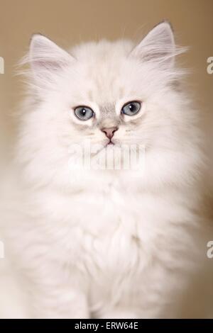 Highlander chaton Banque D'Images