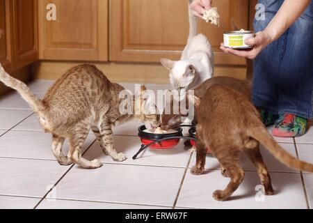 manger des chats Banque D'Images