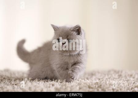 Chaton British Shorthair Banque D'Images