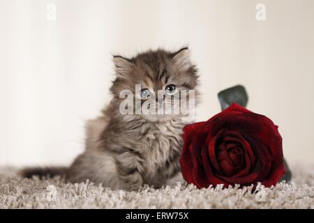 Highlander chaton Banque D'Images
