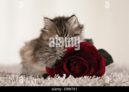 Highlander chaton Banque D'Images